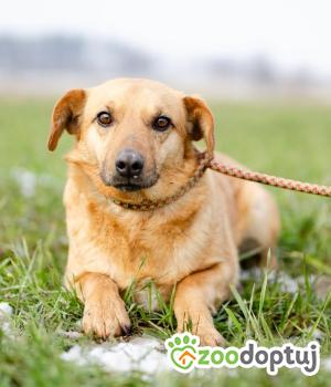 Do adopcji Warszawa