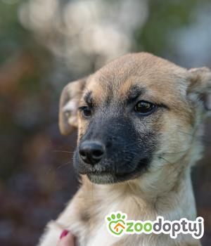 Do adopcji Mielec