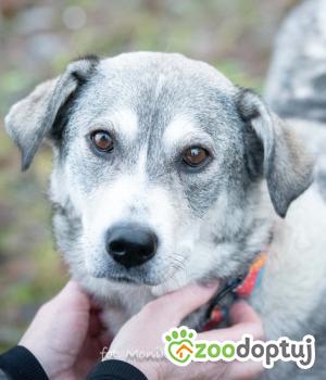 Do adopcji Myślenice