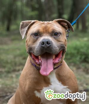 Do adopcji Bełchatów