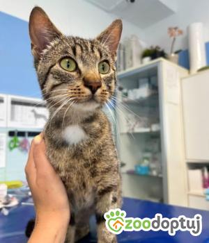 Do adopcji Zgierz