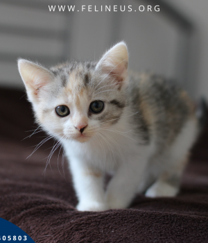 Do adopcji Rzeszów