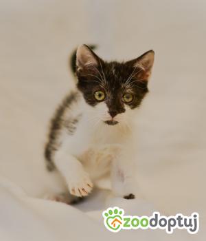 Do adopcji Mielec