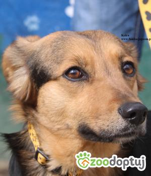 Do adopcji Nowy Dwór Mazowiecki
