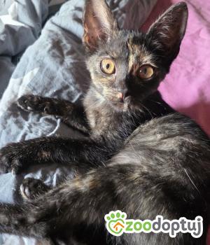 Do adopcji Cieszyn