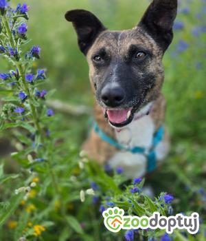 Do adopcji Stalowa Wola