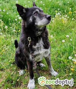 Do adopcji Zgierz