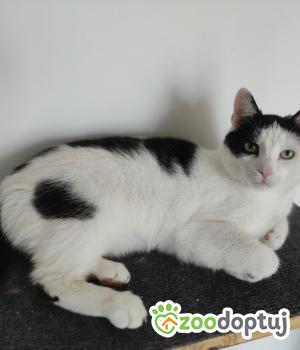 Do adopcji Poznań