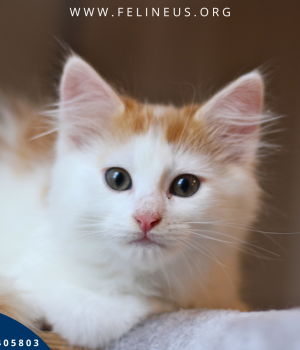 Do adopcji Rzeszów