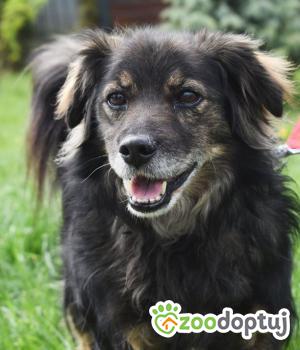 Do adopcji Mielec