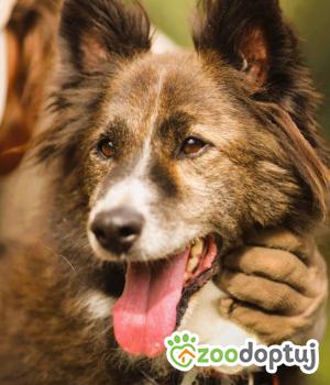 Do adopcji Łódź