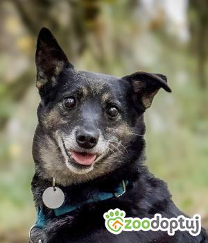 Do adopcji Warszawa