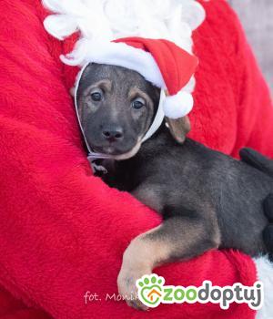 Do adopcji Myślenice