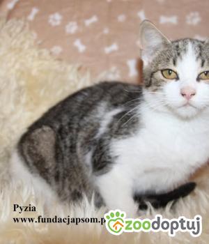 Do adopcji Nowy Dwór Mazowiecki