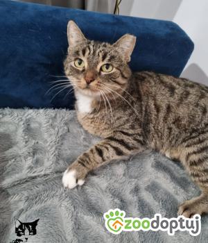 Do adopcji Poznań