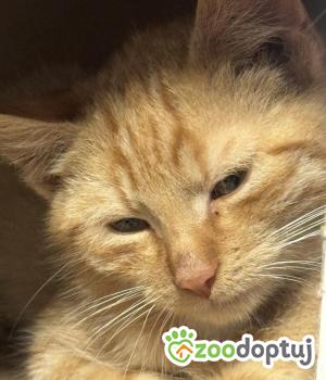 Do adopcji Zgierz