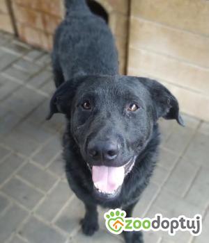 Do adopcji Warszawa