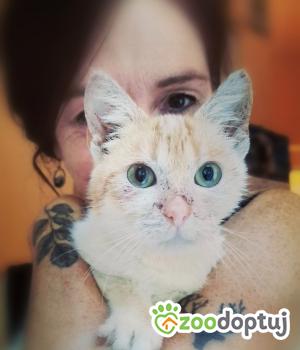 Do adopcji Cieszyn