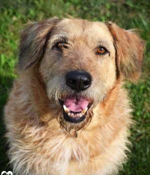 Do adopcji Rzeszów