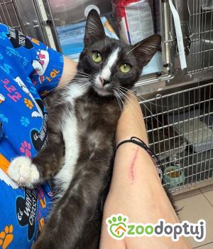 Do adopcji Zgierz
