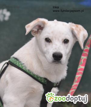 Do adopcji Nowy Dwór Mazowiecki