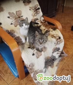 Do adopcji Żelechów