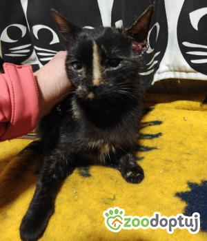 Do adopcji Zgierz