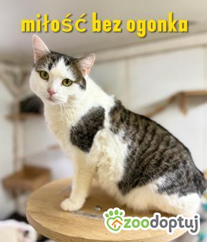 Do adopcji Łódź