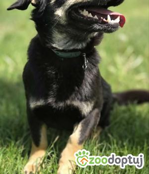 Do adopcji Zgierz