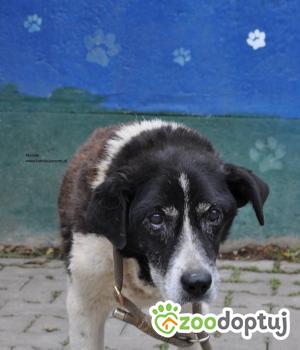 Do adopcji Nowy Dwór Mazowiecki