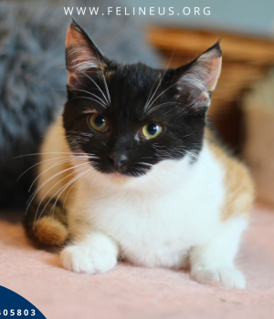 Do adopcji Rzeszów