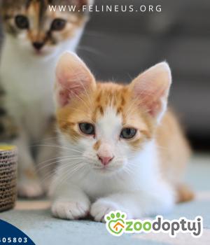 Do adopcji Rzeszów