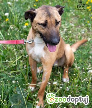 Do adopcji Zgierz