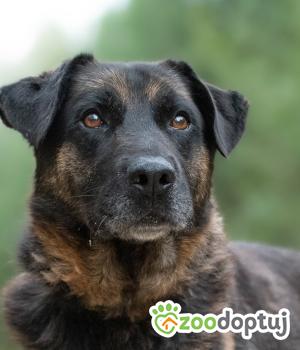 Do adopcji Lublin