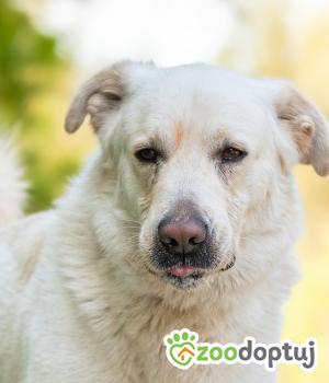 Do adopcji Warszawa