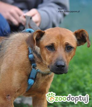 Do adopcji Nowy Dwór Mazowiecki