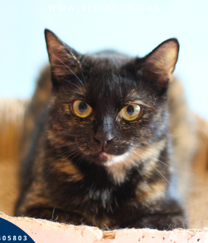 Do adopcji Rzeszów