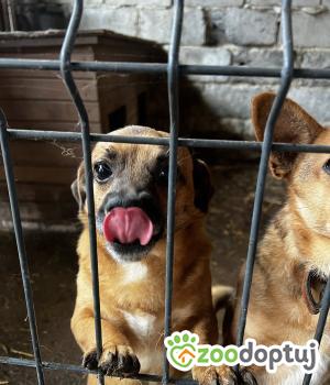 Do adopcji Mielec