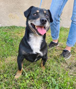 Do adopcji Mielec