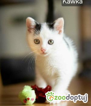Do adopcji Myślenice