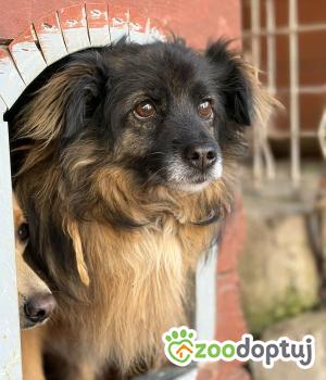 Do adopcji Warszawa