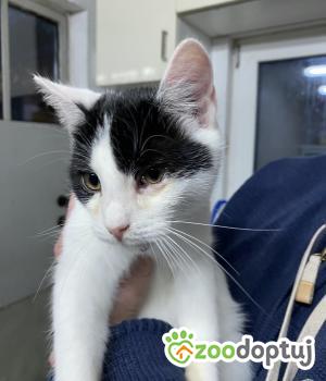 Do adopcji Zgierz