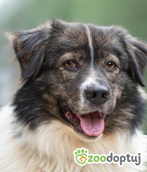 Do adopcji Warszawa
