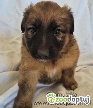 Do adopcji Nowy Dwór Mazowiecki