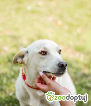 Do adopcji Radom