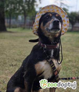 Do adopcji Zgierz