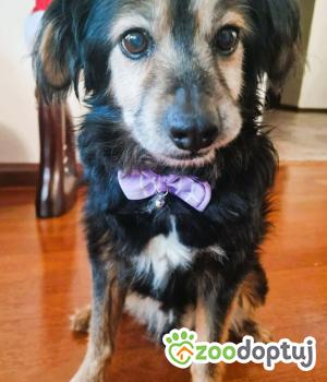 Do adopcji Działoszyn