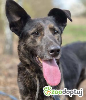 Do adopcji Warszawa
