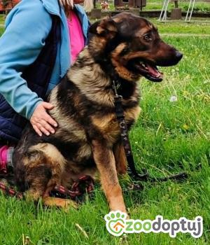 Do adopcji Zgierz