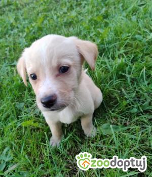 Do adopcji Radziejów